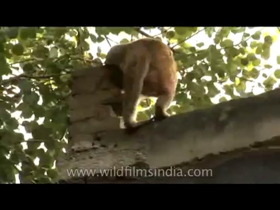 Wildlife-Macaques-DVD-225-4