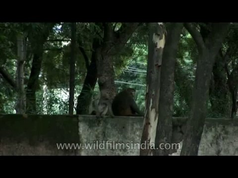 Wildlife-Macaques-DVD-225-8