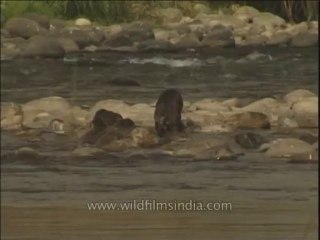 Wildlife-Otters-DVD-211-3