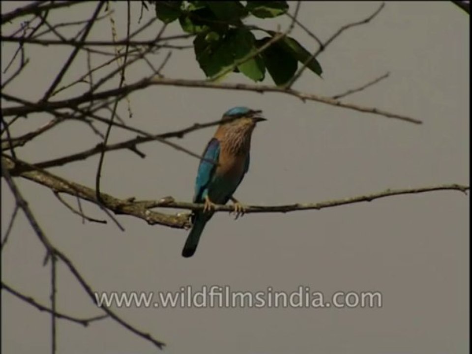 Birds-Beeeater-Dvd-210-3