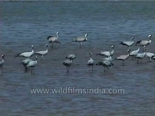 Birds-flamingo-Dvd-186-3