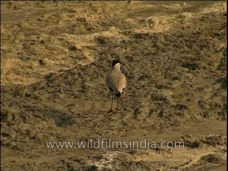 Birds-Misc-Dvd-210-1
