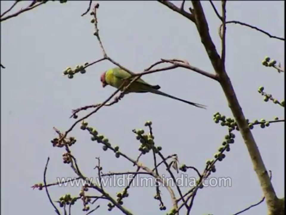 Birds-Misc-Dvd-210-4