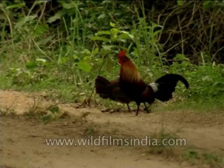 Birds-Misc-Dvd-210-8