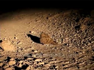 Birds-Nightjar-Dvd-186-2