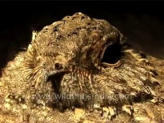 Birds-Nightjar-Dvd-186-4