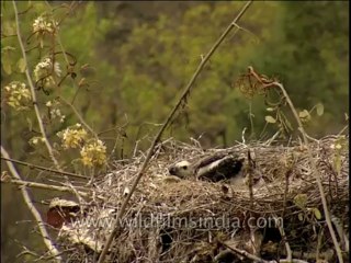 Birds-Vulture-Dvd-210-14