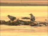 DVD-142-Birds-Egyptian Vulture-1-4