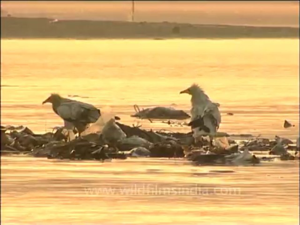 DVD-142-Birds-Egyptian Vulture-1-4