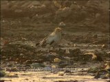 DVD-142-Birds-Egyptian Vulture-1-6