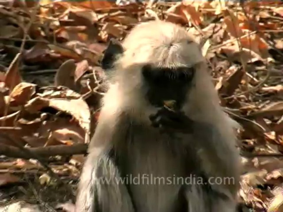 DVD-142-Wildlife-Langur-3-2