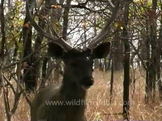 DVD-142-Wildlife-Sambhar-2-1