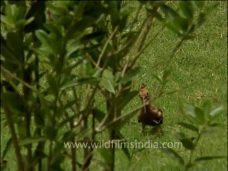 DVD-165-Birds-Hoopoe-2-1