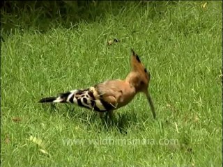 DVD-165-Birds-Hoopoe-2-3