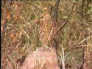 DVD-166-Birds-Greypartridge-1-1