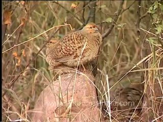 DVD-166-Birds-Greypartridge-1-2