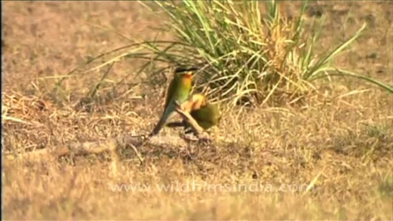 DVD-170-Birds-Beeeater-2-2
