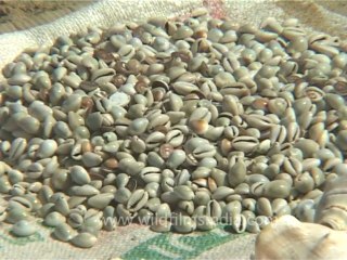 DVD-195-Orissa-Shells-1-1