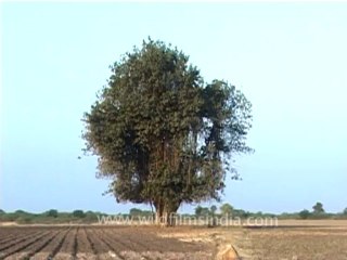 DVD-196-Trees-Peepul-1-1