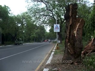 DVD-199-trees-fallen-3-1