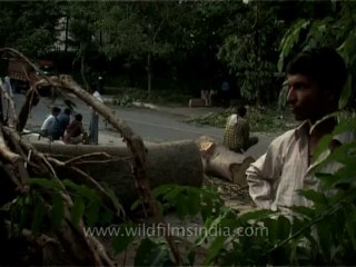 DVD-199-trees-fallen-3-2