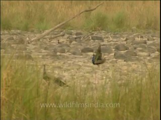 DVD-208-birds-misc-36-2