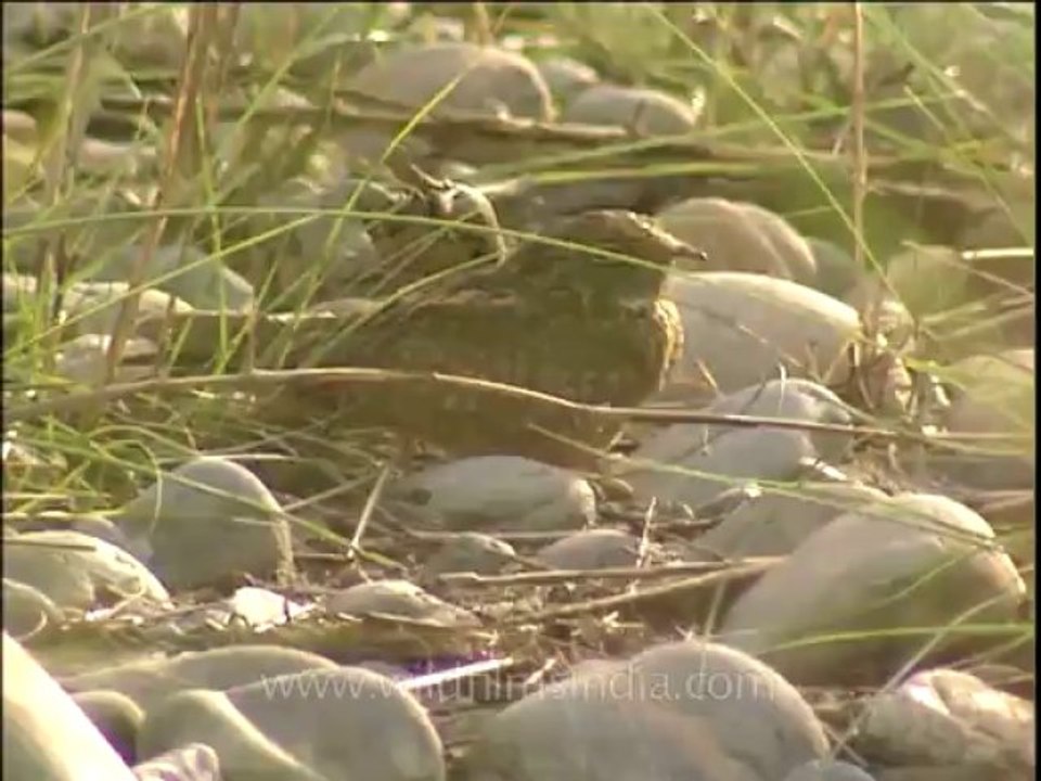 DVD-208-birds-misc-36-4
