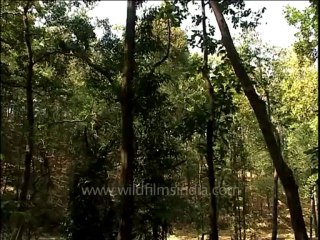 DVD-208-uttaranchal-corbett-28-1