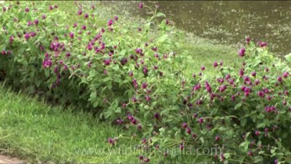 DVD-213-chandigarh-pinjore-1-4