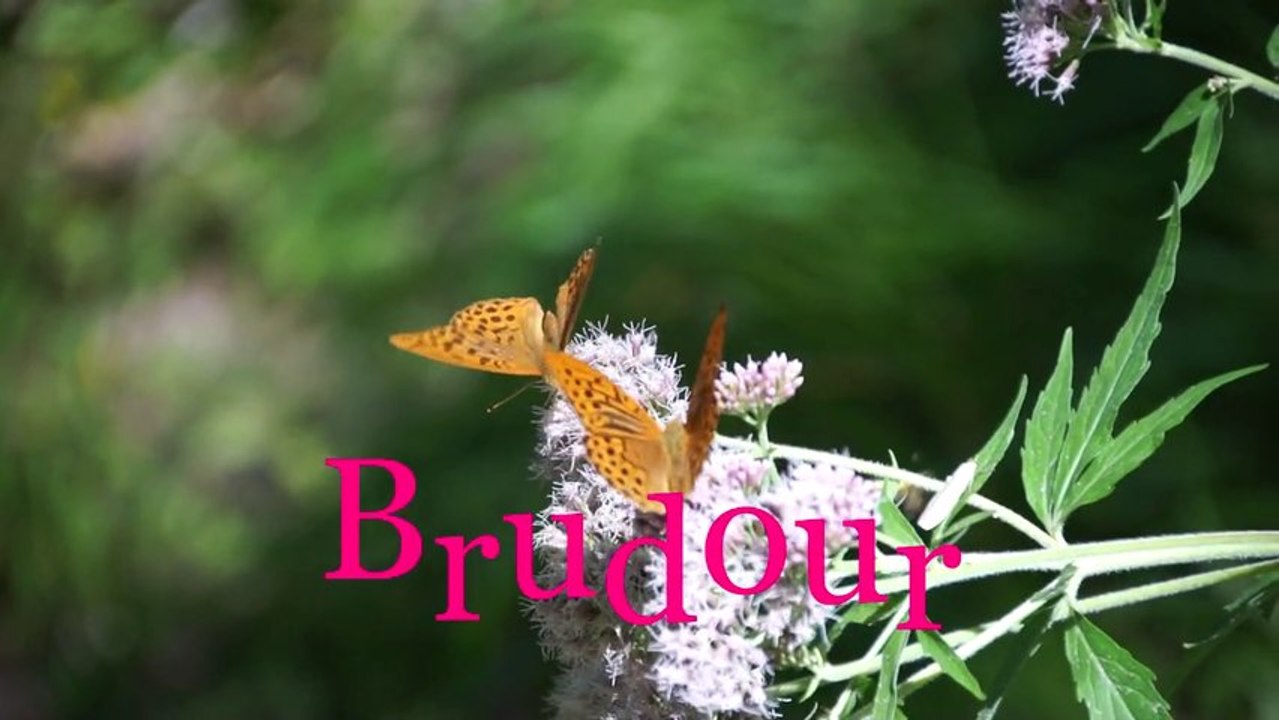 BRUDOUR