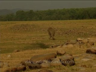 DVD-213-wildlife-elephants-31-2