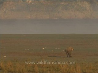 DVD-213-wildlife-elephants-31-6