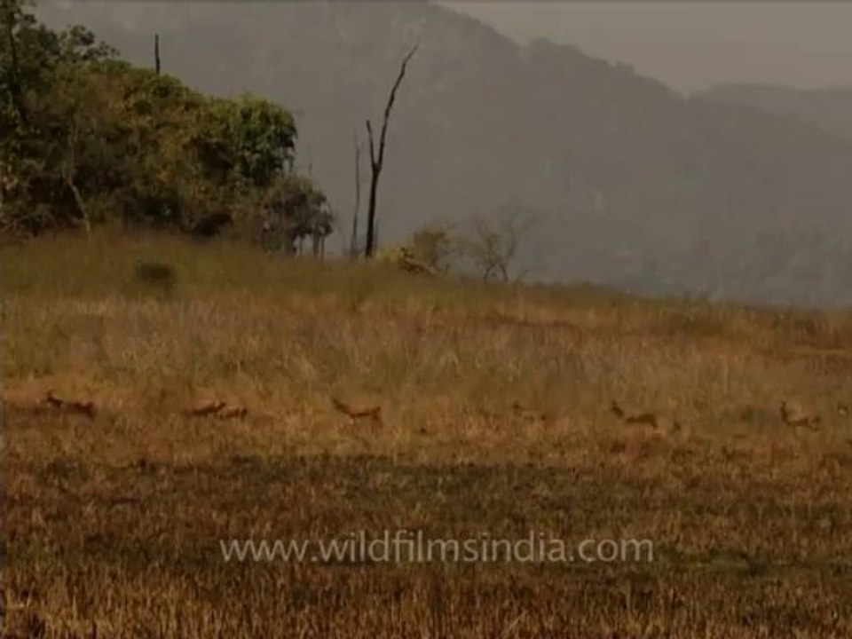 DVD-214-wildlife-cheetal-9-1