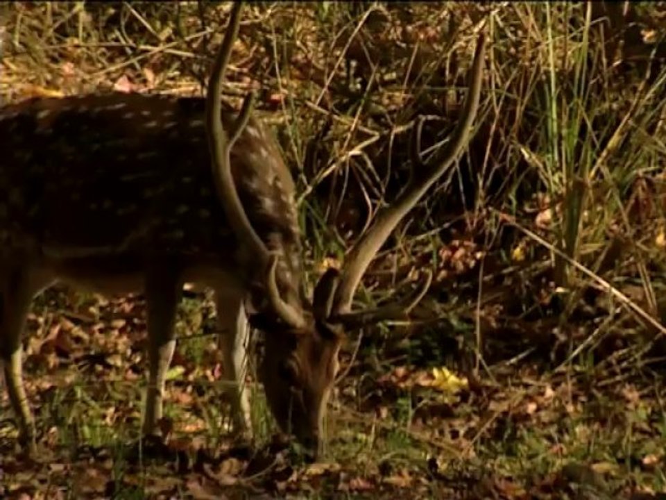 DVD-214-wildlife-cheetal-9-2