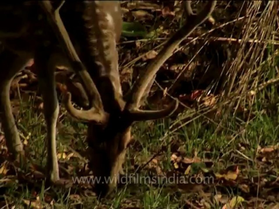 DVD-214-wildlife-cheetal-9-3