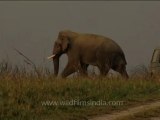 DVD-214-wildlife-elephants-34-4