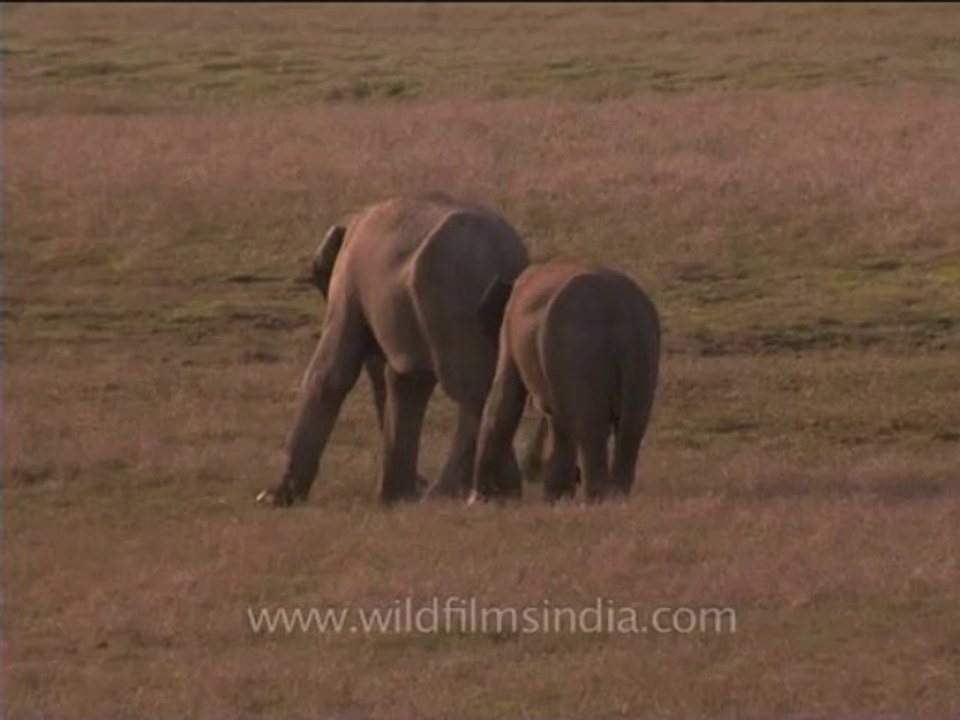 DVD-214-wildlife-elephants-35-5