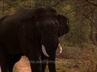 DVD-214-wildlife-elephants-39-1