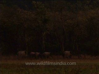 DVD-214-wildlife-elephants-40-1