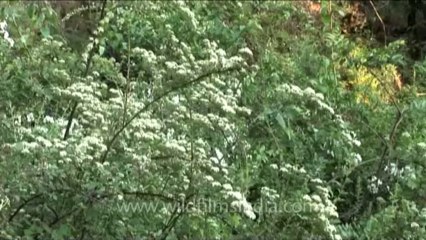 DVD-230-flora-wildflowers-28-1