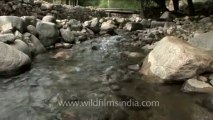 DVD-230-ladakh-stream-1-1