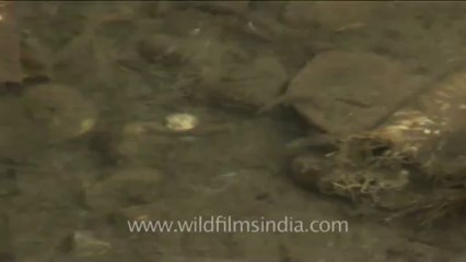 DVD-230-ladakh-stream-1-2