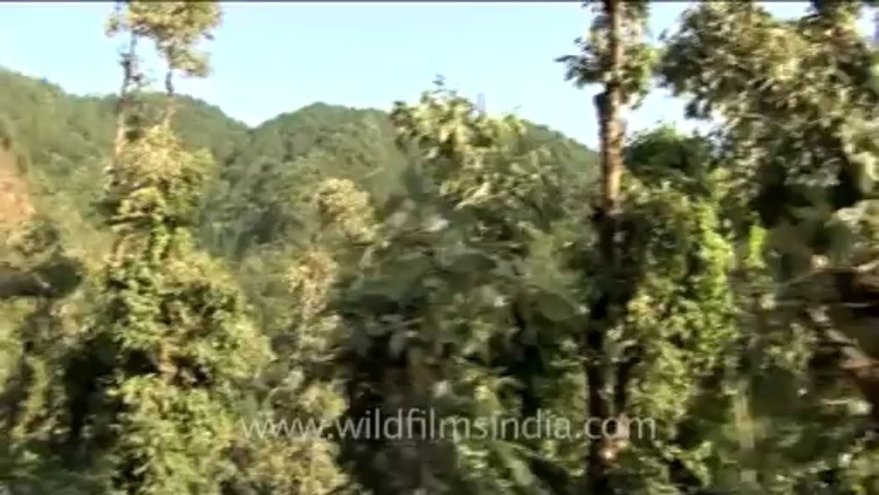 DVD-230-trees-deodar-1-1
