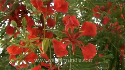 DVD-230-trees-gulmohar-1-1