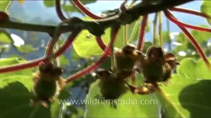 DVD-230-trees-kiwi-1-1