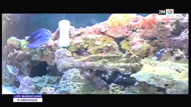 Les Marocains d'Amérique: Samedi 17 Août