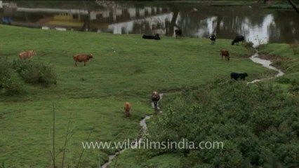 DVD-237-fauna-cows-5-1