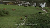 DVD-237-fauna-cows-5-1