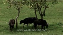 DVD-237-fauna-cows-5-3