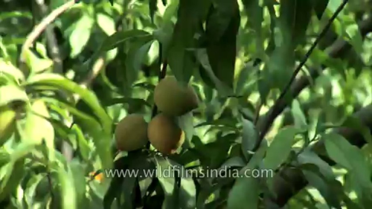 Farm house-Peach-1
